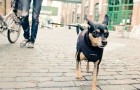 fox3 The Walk