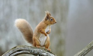 Red Squirrel