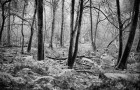 Richard_Moore_1 Richard_Moore_1
