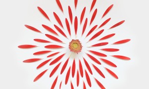 Gerbera Exploded 01, Singapore