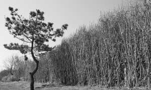 leica-black-white