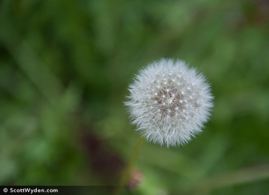 macro-photography-without-a-macro-lens