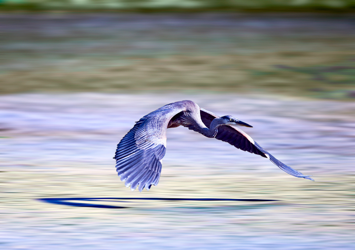 Canvas-GreatBlueHeron Canvas-GreatBlueHeron