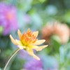 Madrid-Dahlia-1