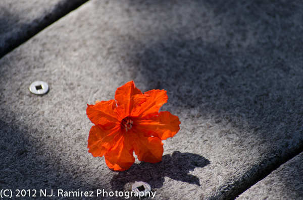 Orange-Flower-Fallen1