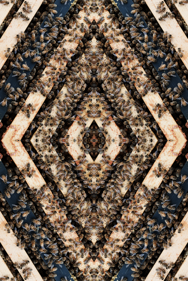 TehyaMacKenzie-Bees1