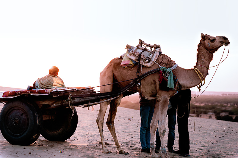 Camel-Cart-in-the-Sunset