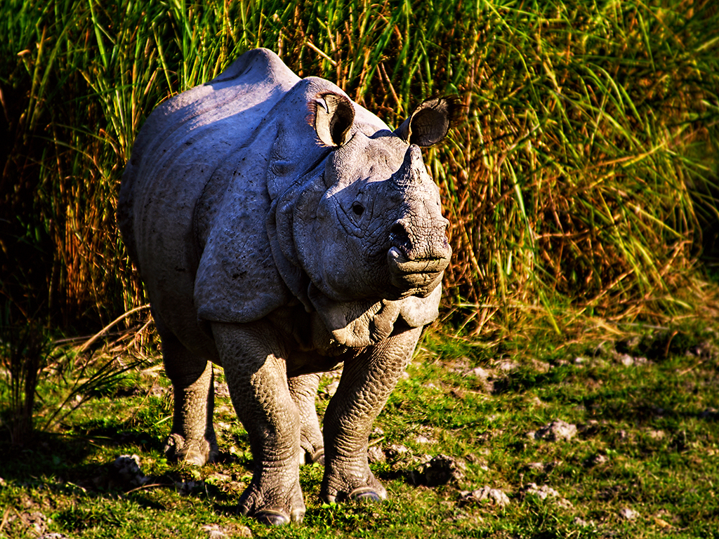 01-Rhino-Encounter