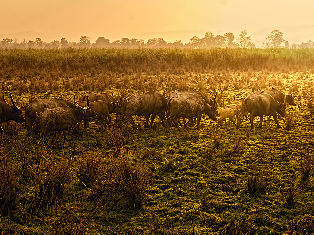 03-Buffalo-Herd-with-young