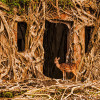 Deer-in-the-Ruins-Ross-island