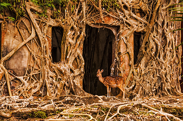 Deer-in-the-Ruins-Ross-island